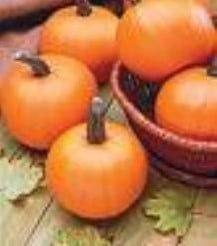 Spooktacular F1 pompoen 1000 zaden