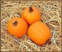 Touch of Autumn F1 Pompoen 250 zaden