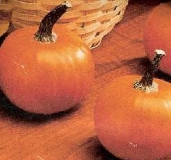 Wee Be Little kleine pompoen 250 zaden