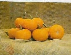 Little October Pompoen 250 zaden