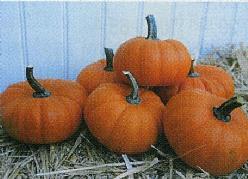Bumpkin F1 1000 zaden