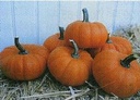 Bumpkin F1 1000 zaden