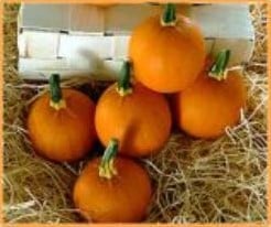 Kandy Korn F1 / Half Pint F1 Pompoen 50 zaden