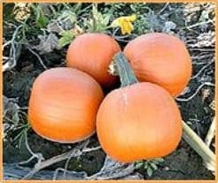 Mystic F1 halloweenpompoen 1000 zaden