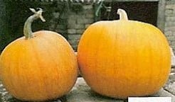 Jack O Lite Pompoen zaden