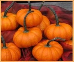 Lil Orangemon F1 Sam Orange F1 Pompoen 50 zaden