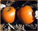 Half Pint F1 Mini Halloweenpompoentje 400-700 gram 50 zaden 