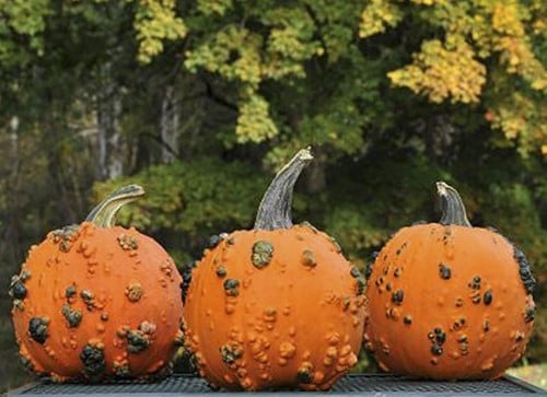 Baby Bumps halloweenpompoen mini zaden