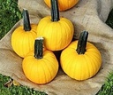 Sunlight F1 mini halloween pompoen zaden