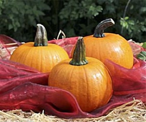 Cinnamon Girl F1 mini halloween pompoen