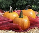 Cinnamon Girl F1 mini halloween pompoen