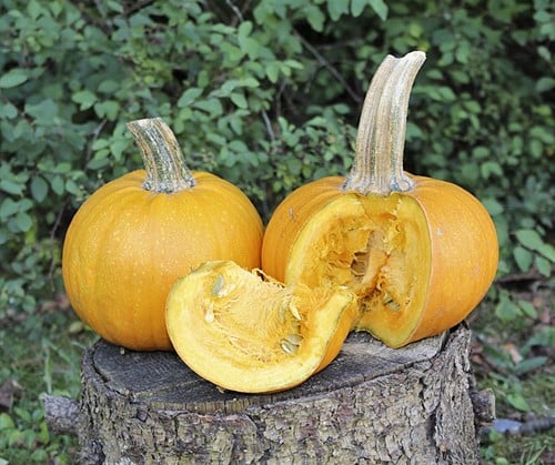 Naked Bear kleinere Halloween pompoen 250 zaden