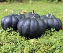 Black Kat F1 PMT pompoen zaden