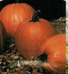 Rockstar F1 halloweenpompoen 50 zaden