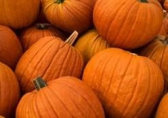 Gold Strike F1 Halloweenpompoen 50 zaden