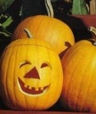 Jack o Lantern Pompoen 250 zaden