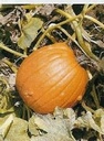 Magic Lantern F1 Pompoen 50 zaden