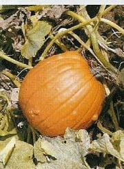 Magic Lantern F1 Pompoen 250 zaden