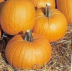 Tom Fox Pompoen 250 zaden