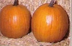 Halloween Aladdin F1 zware halloween 50 zaden
