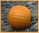 Bushkin 164220 pompoen zaden