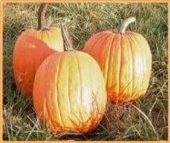 Harvest Ace F1 pompoen 50 zaden