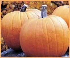 Big Rock F1 pompoen 50 zaden