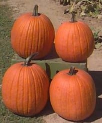 Gold Gem F1 Halloweenpompoen 50 zaden