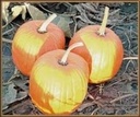 Early Harvest F1 pompoen 50 zaden