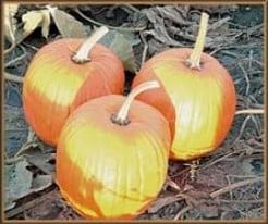 Early Harvest F1 pompoen 1000 zaden