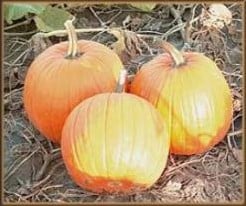 Harvest gold F1 pompoen 5000 zaden