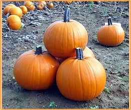 Hal. Bus Stop F1 halloweenpompoen 5-7kg 250 zaden