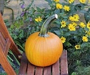Thumpkin F1 Halloween Pompoen zaden