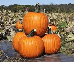 Kratos F1 PMT Halloweenpompoen 250 zaden
