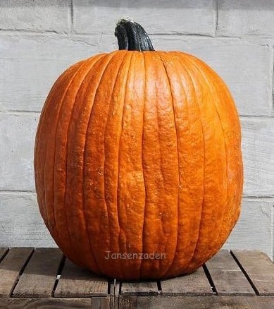 Big Doris Halloween F1 zware halloweenpompoen zaden