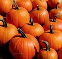 Jack Straw Halloween F1 Halloweenpompoen zaden