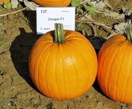 Cougar F1 PMT Halloweenpompoen 50 zaden