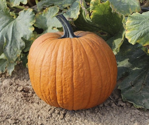 Boomer F1 PMT Halloween halloweenpompoen 1000 zaden