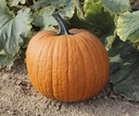 Boomer F1 PMT Halloween halloweenpompoen 1000 zaden