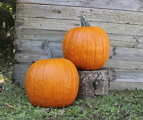 Renegade F1 PMT Halloween pompoen 1000 zaden