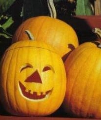Jack o Lantern Pompoen basiseenheid zaden
