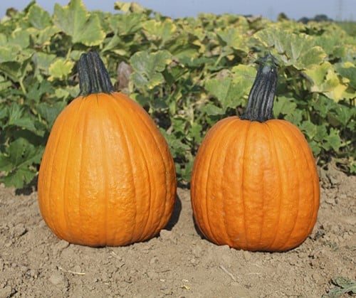 Phat jack Halloween pompoen basiseenheid zaden
