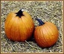Howden Halloweenpompoen basiseenheid zaden