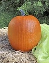 Cargo PMT F1 halloweenpompoen basiseenheid