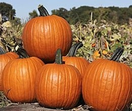 Zeus Halloween F1 Zware halloweenpompoen basiseenheid zaden