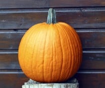 Hal. Barrel F1 PMT Goede halloweenpompoen 250 zaden