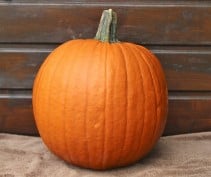 Hal. Eros F1 PMT Goede halloweenpompoen 250 zaden