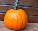 Hal. Gumdrop F1 PMT Opvallende halloweenpompoen 250 zaden