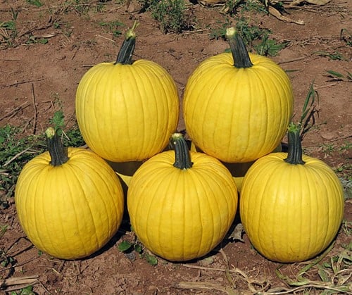 Hal. Melly Yellow F1 PMT Opvallende halloweenpompoen 250 zaden