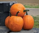 Hal. Scream II F1 PMT halloweenpompoen 50 zaden